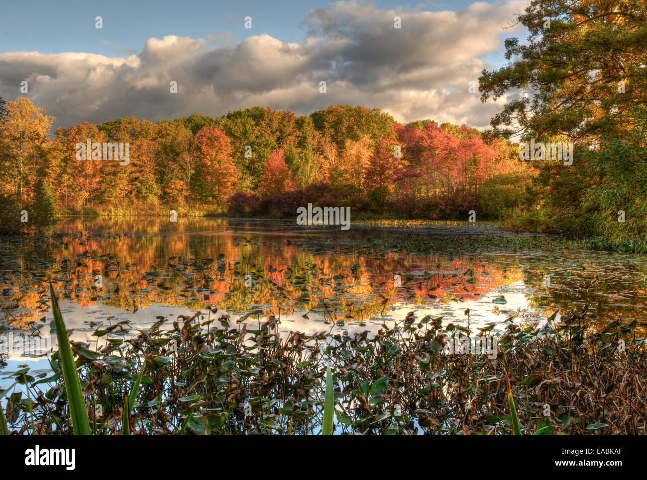 The changing leaves reflected in Foster Pond in the Holden Arboretum in ...