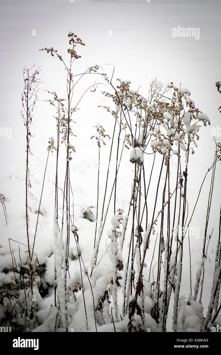 Surviiving plant stems in mid-winter after cold and snow fall Stock Photo