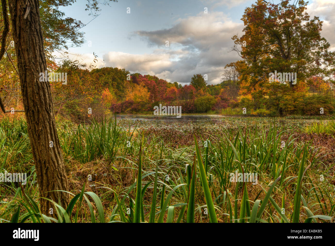 The changing leaves at Foster Pond in the Holden Arboretum in Kirtland, Ohio. Stock Photo