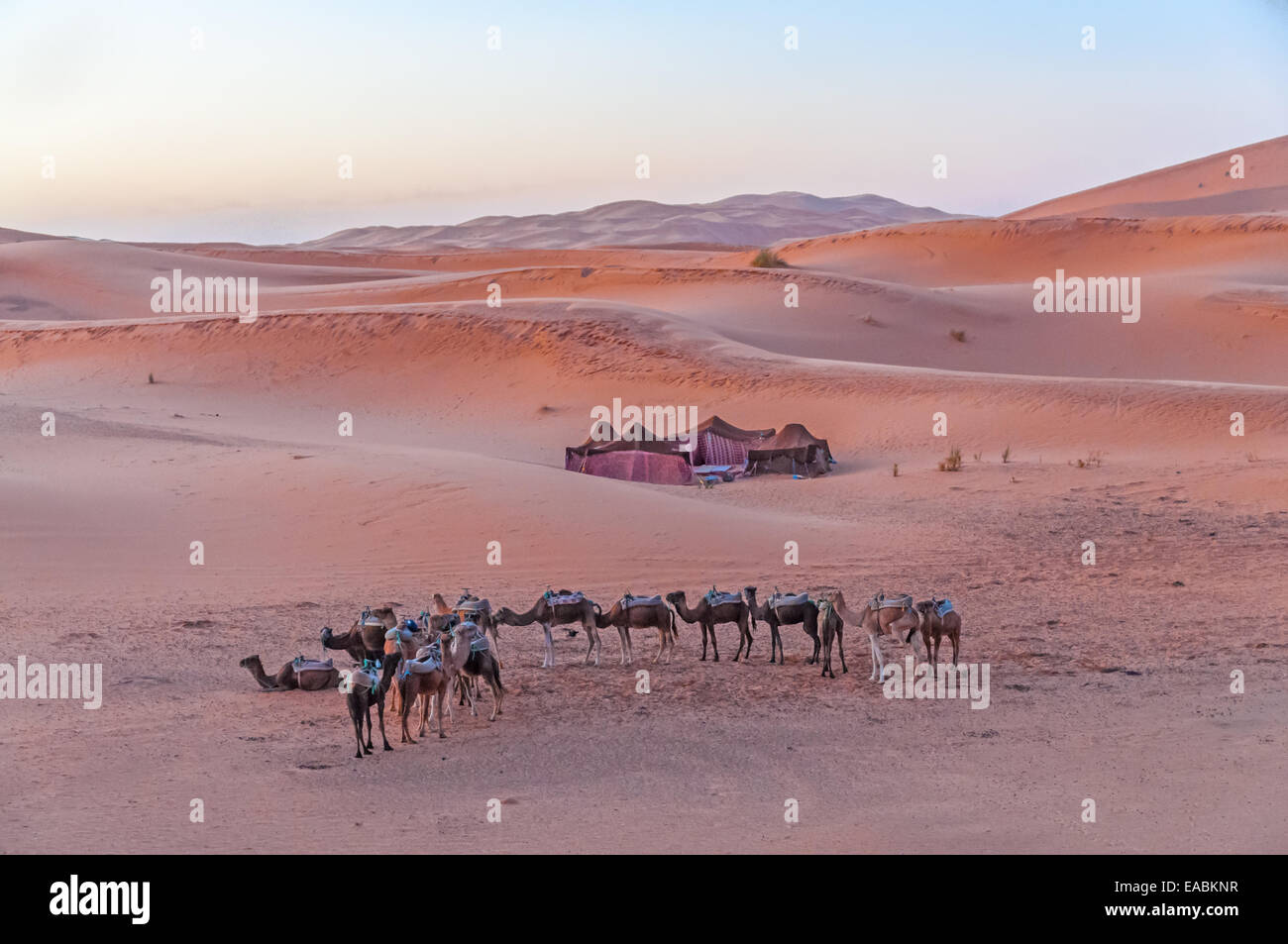 Bedouin camp in the Sahara desert in Morocco, Africa Stock Photo