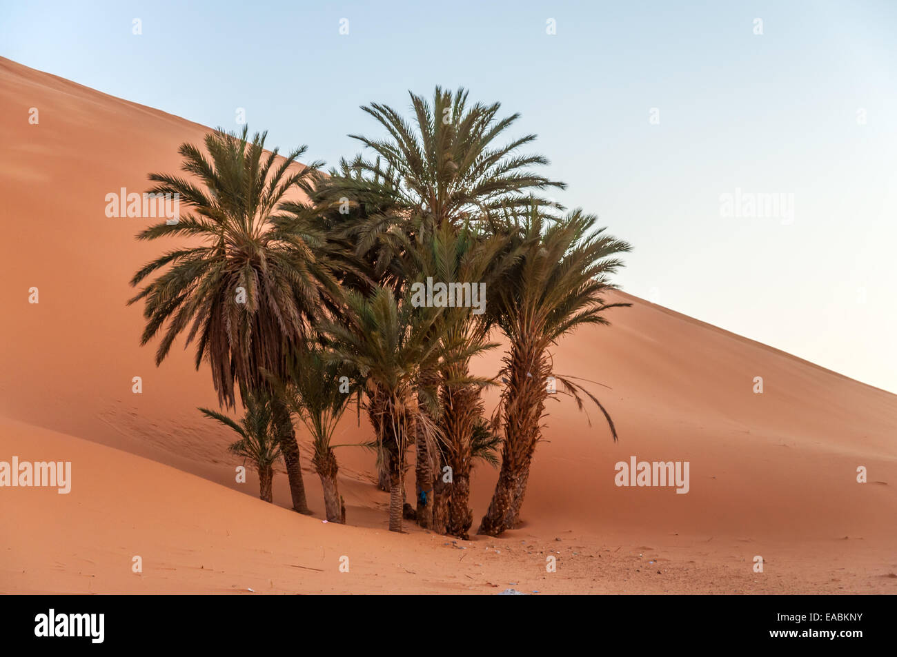 Date palm trees in the Sahara desert. Morocco, Africa Stock Photo