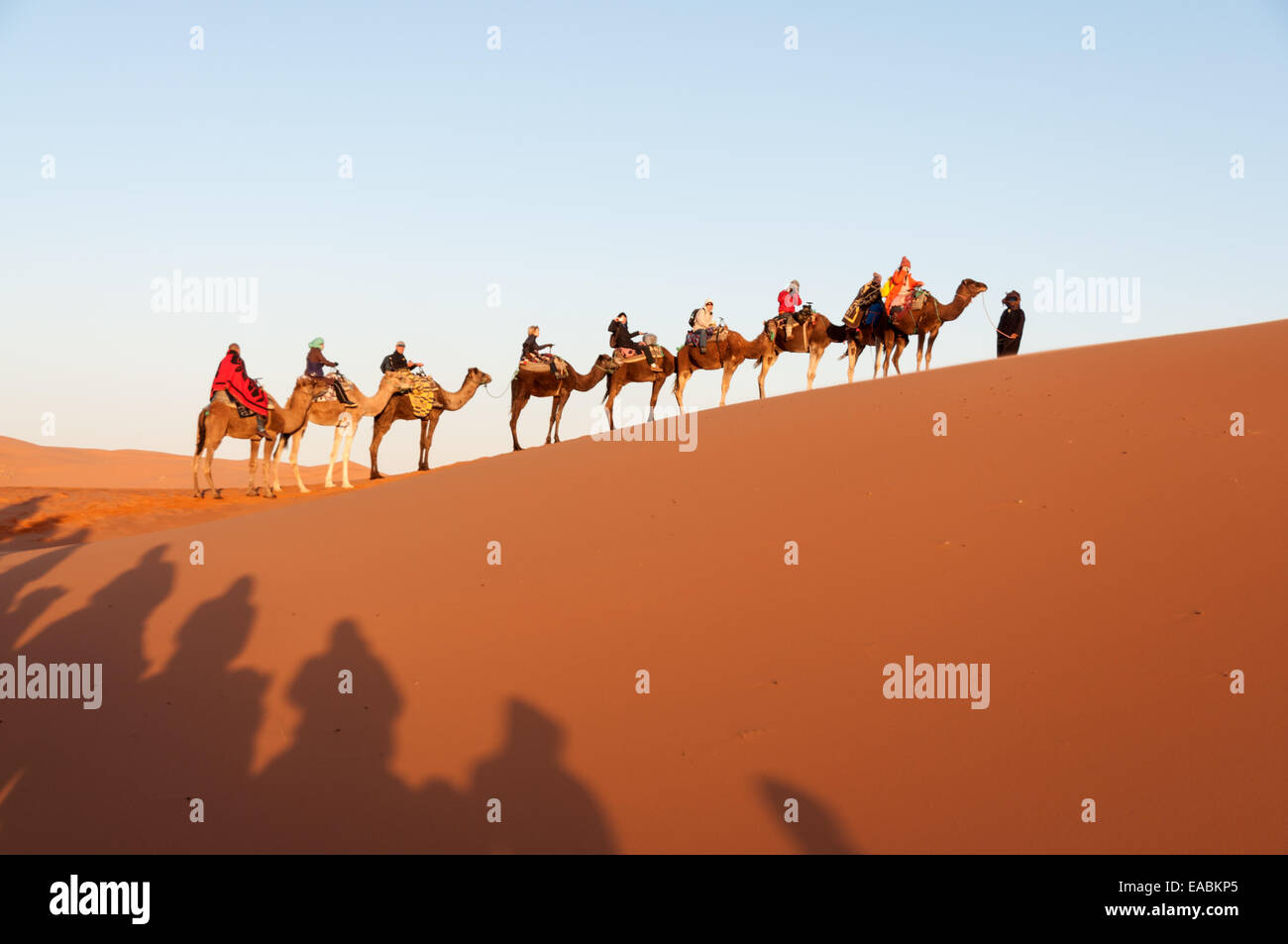 Bedouin camel caravan hi-res stock photography and images - Alamy