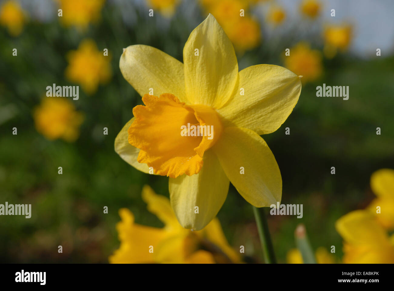 Daffodil in early morning spring sunshine, Dorset, England Stock Photo