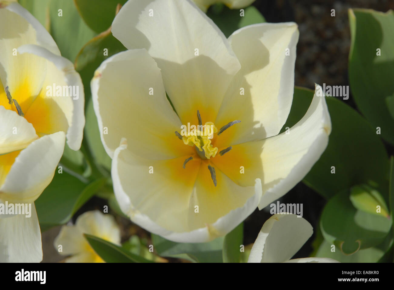 Tulipa Purissima (Fosteriana Tulip) Stock Photo