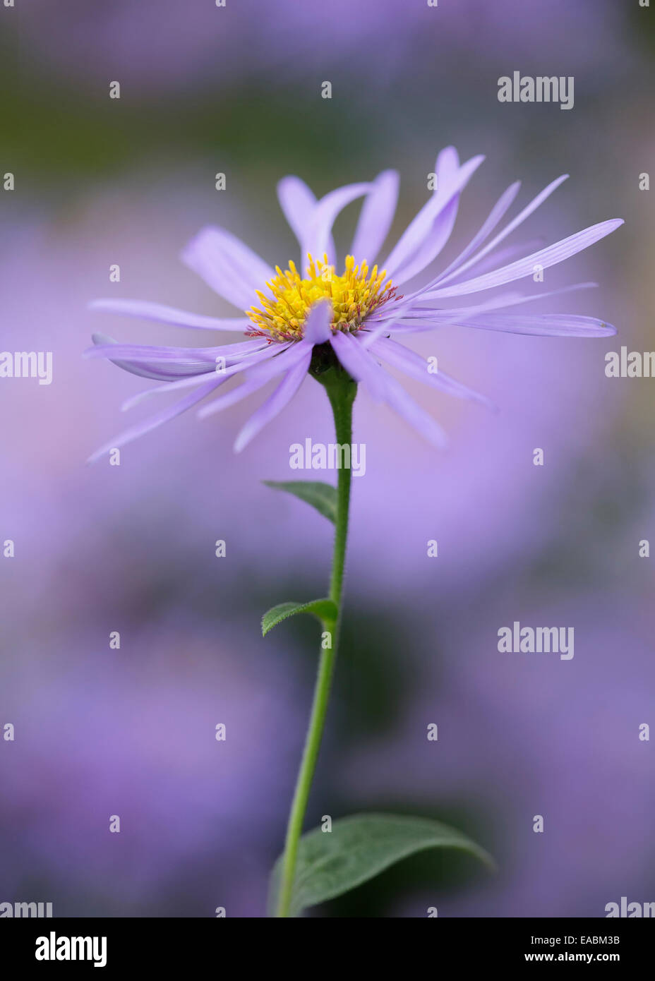 Daisy, Michaelmas daisy , Aster x frikartii 'Monch', Purple subject. Stock Photo