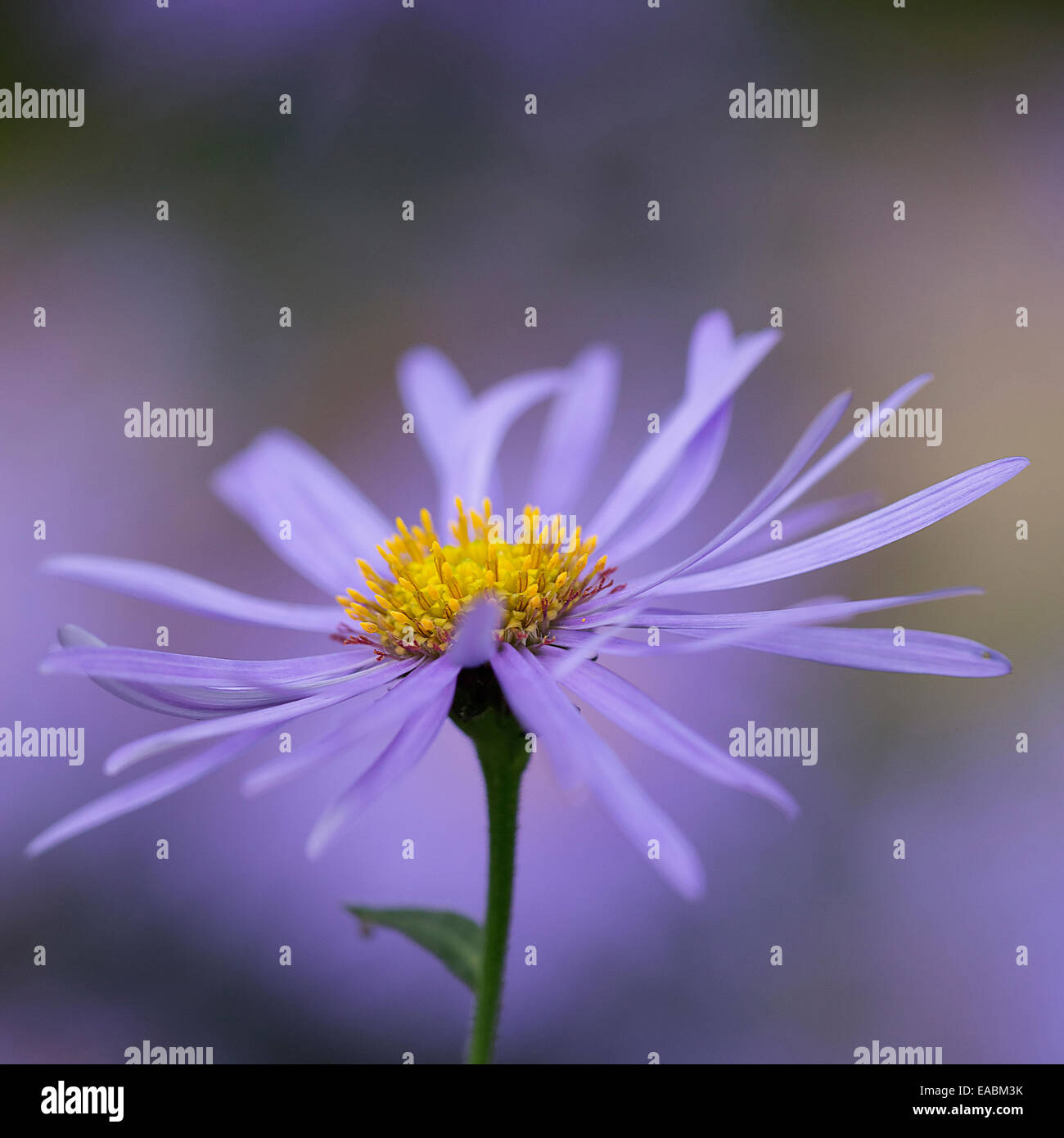 Daisy, Michaelmas daisy , Aster x frikartii 'Monch', Purple subject. Stock Photo