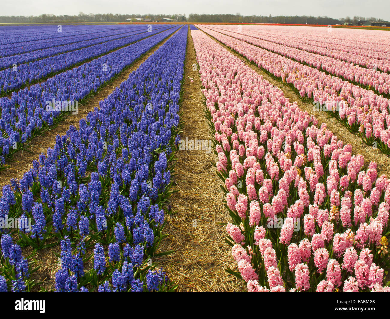 Flower field of hyacinths Stock Photo - Alamy