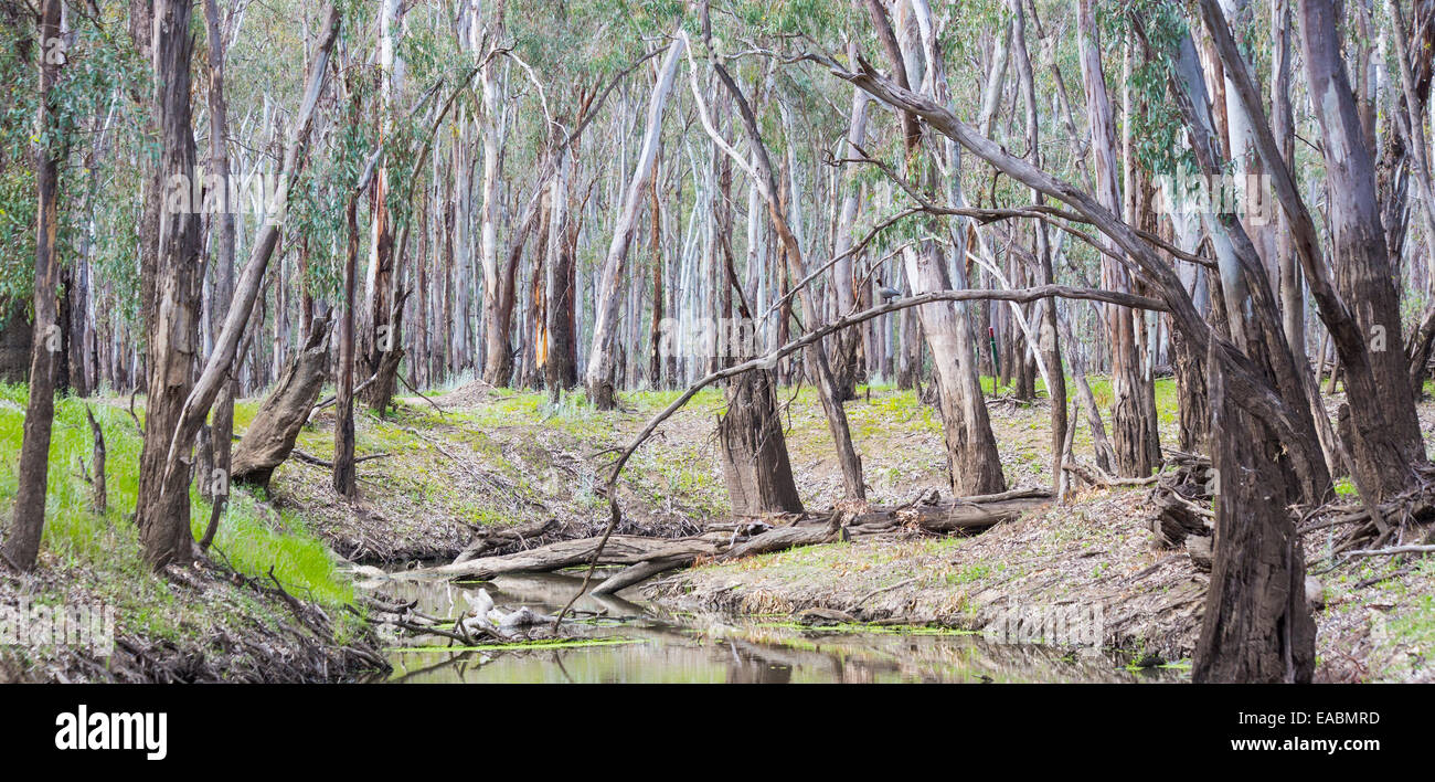 Page 2 Eucalyptus Camaldulensis High Resolution Stock Photography And Images Alamy