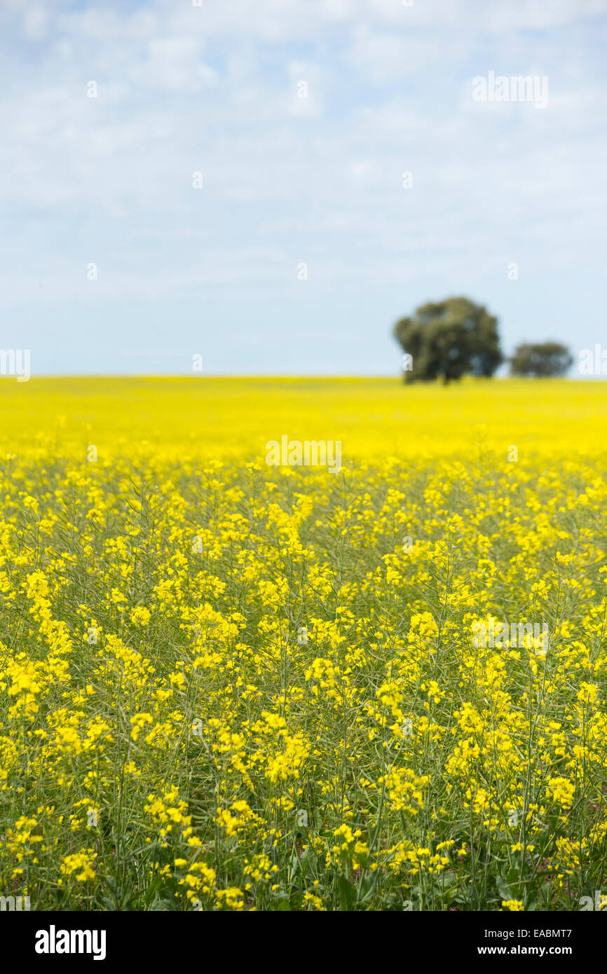 Field of yellow rapeseed plants for production of canola oil, NSW ...
