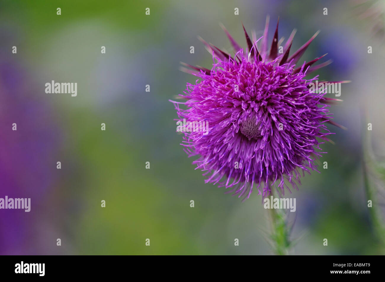 Musk thistle flower in bloom Stock Photo