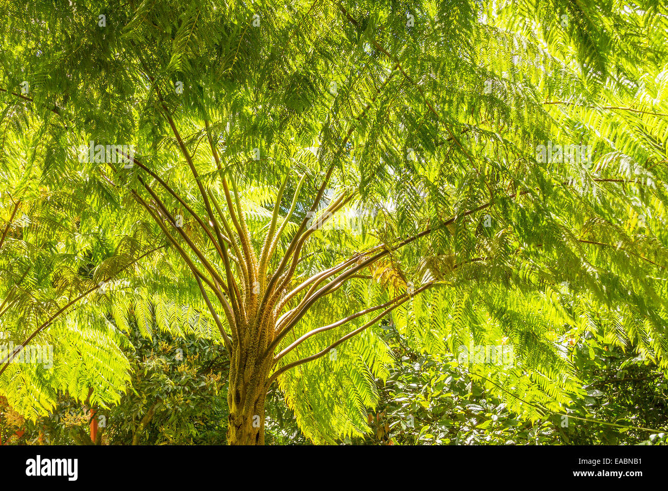 Tree Fern (Cyathea arborea) St. Lucia West Indies Stock Photo