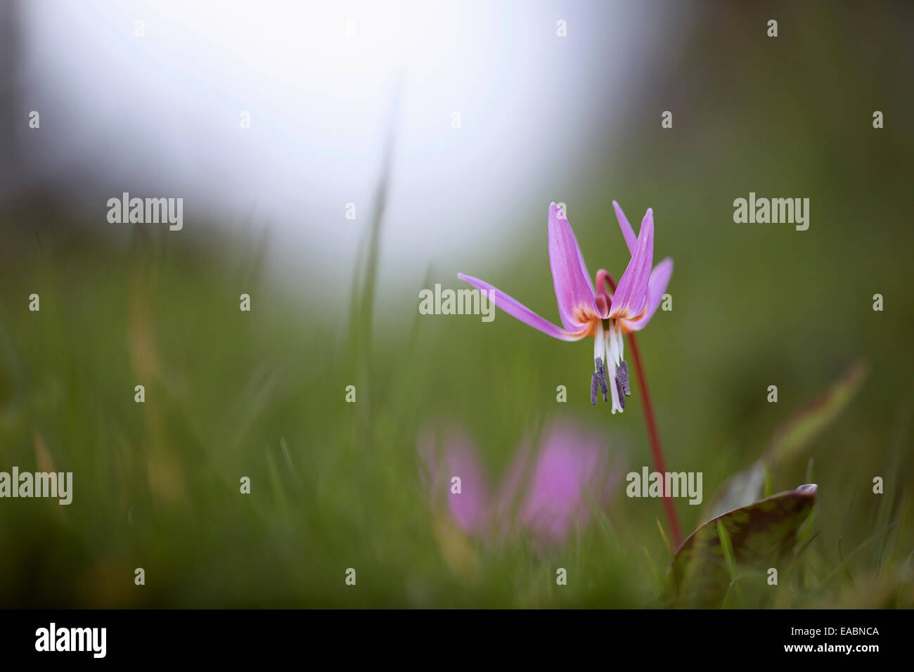 Dog's tooth violet, Erythronium dens-canis 'Old Aberdeen', Pink subject. Stock Photo