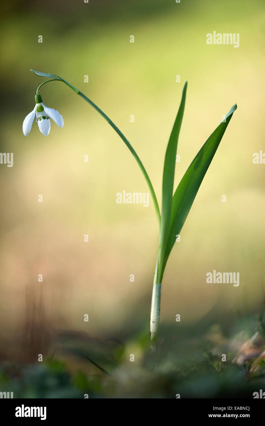 Snowdrop, Galanthus nivalis, White subject, Green background. Stock Photo