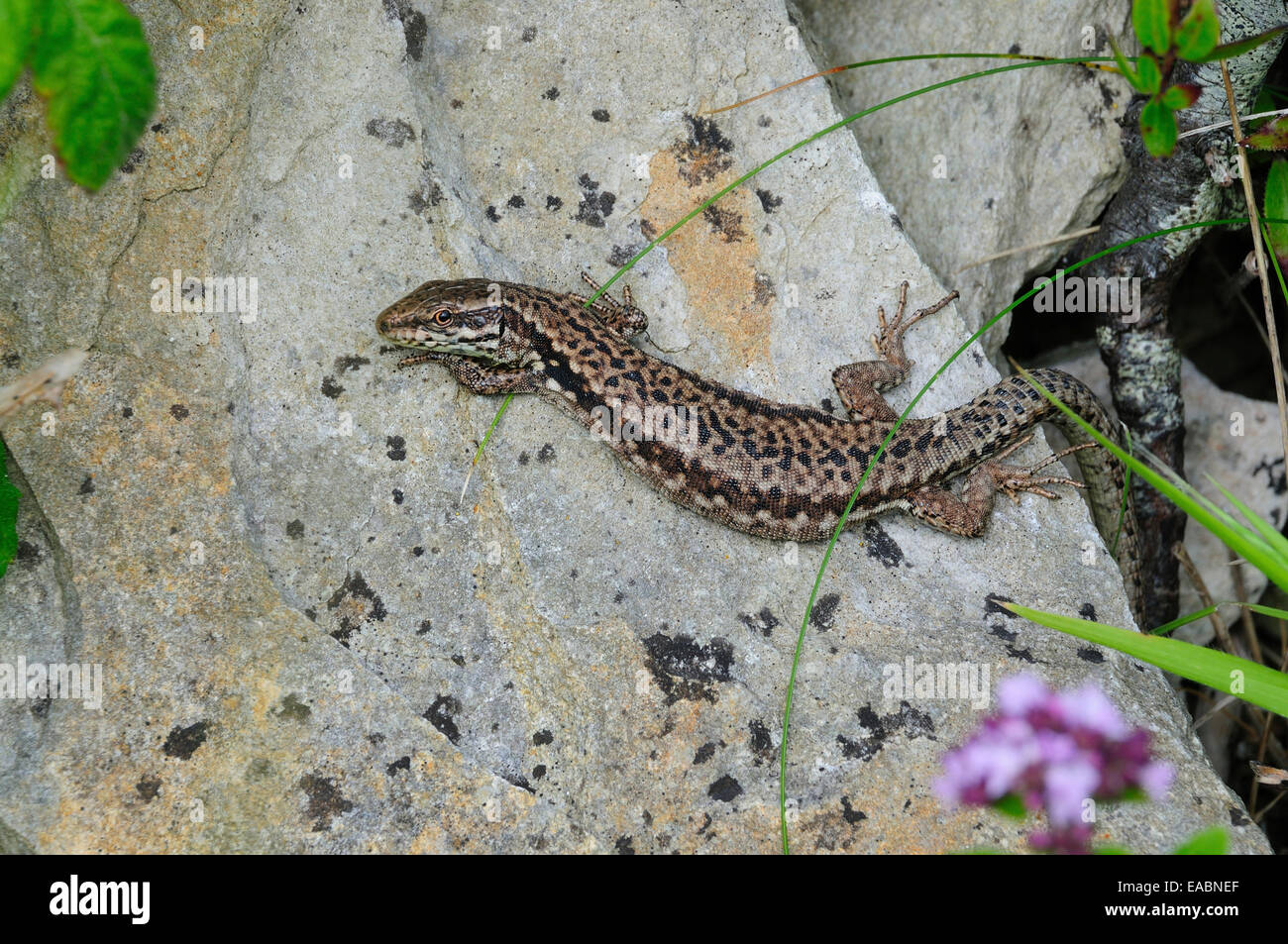 Male wall lizard basking in quarry. Portland, Dorset, UK Stock Photo