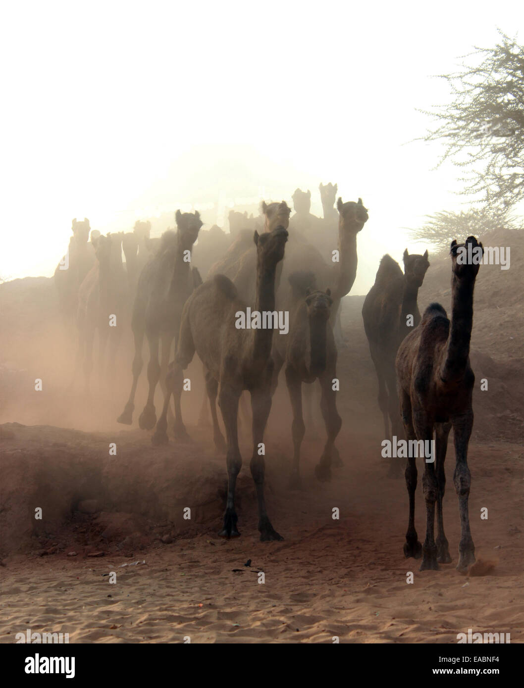animal, animals, camel, camels, culture, desert, dromedaries, fair
