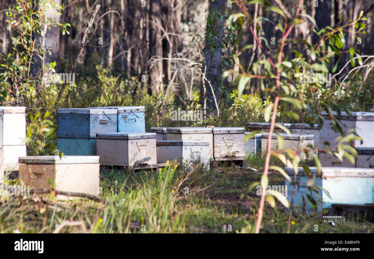 Beehive boxes in box-ironbark woodloand, Victoria, Australia Stock Photo