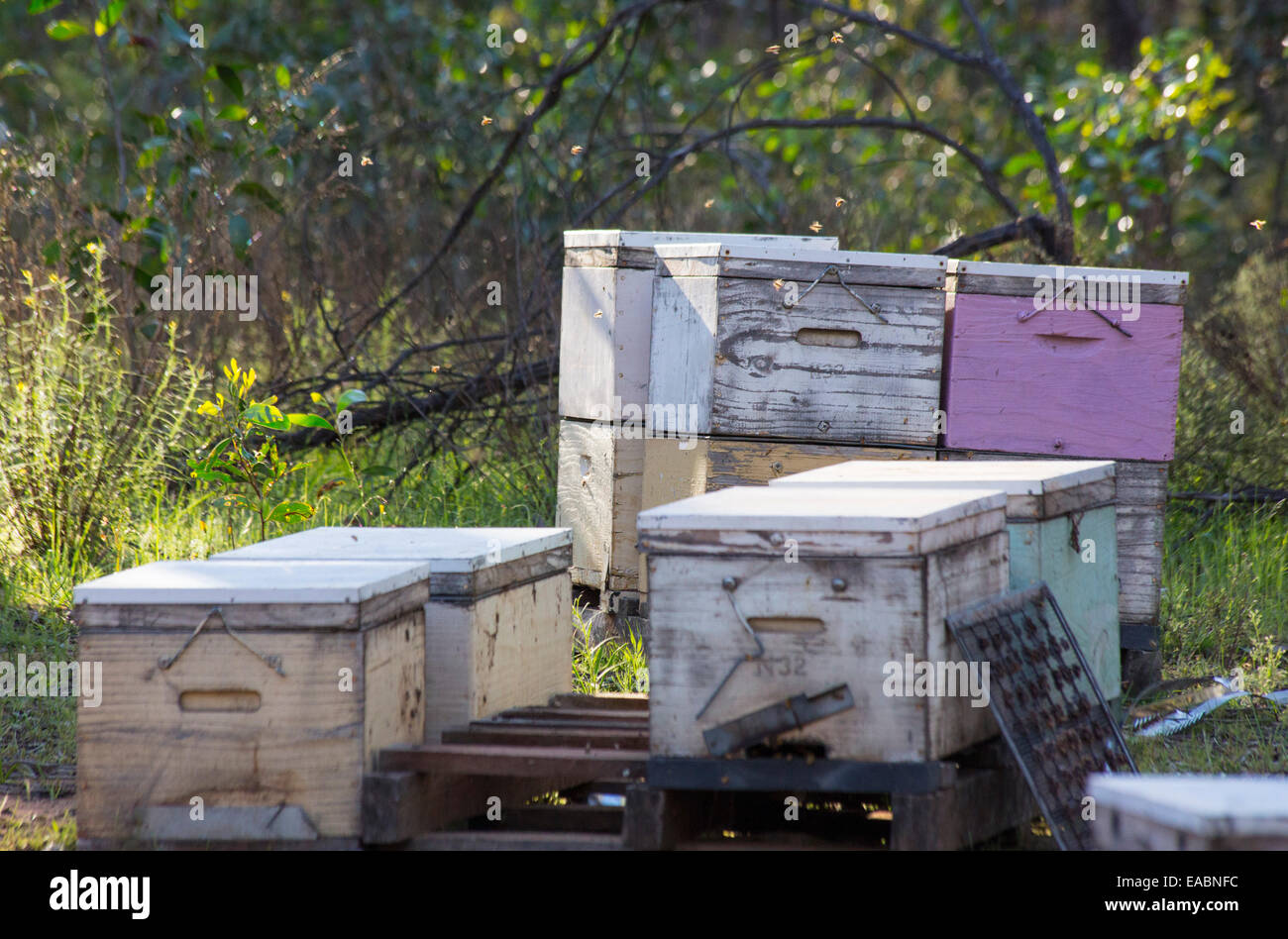 Beehive boxes in box-ironbark woodloand, Victoria, Australia Stock Photo