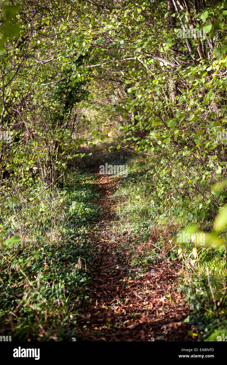 path through woodland, uk, tree, autumn, norfolk, leaves, yellow, devon