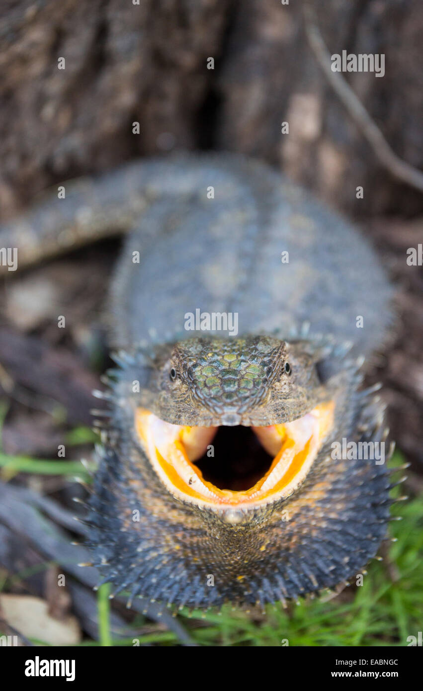 Eastern Bearded Dragon (Pogona barbata) in threat display, Victoria, Australia Stock Photo
