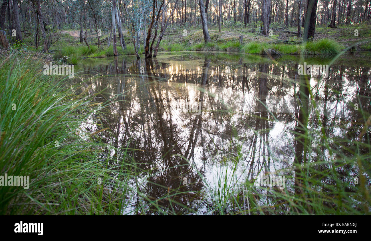 Reflections of trees in a small dam, Chiltern Box-Ironbark National Park, Victoria,  Australia Stock Photo