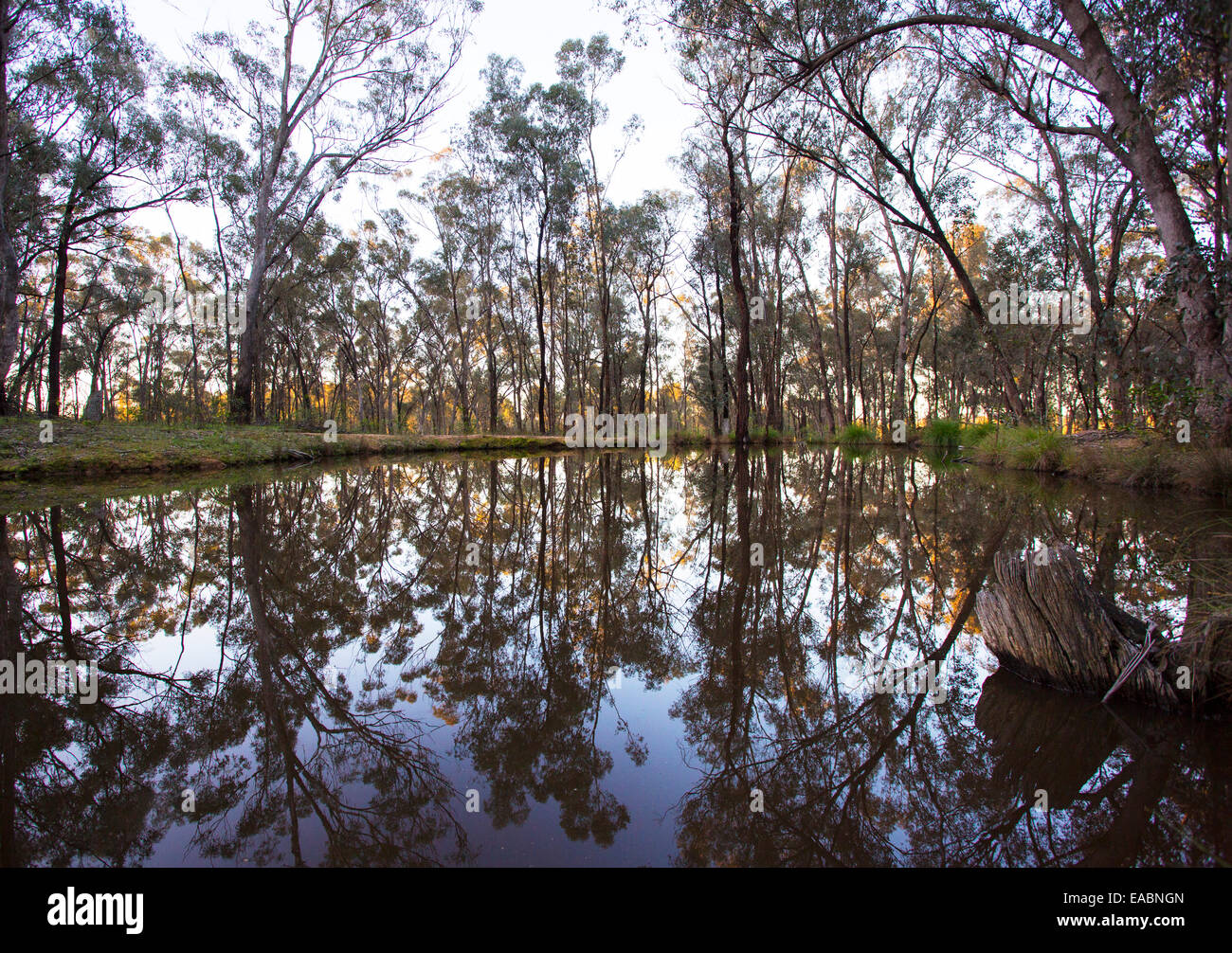 Reflections of trees in a small dam, Chiltern Box-Ironbark National Park, Victoria,  Australia Stock Photo