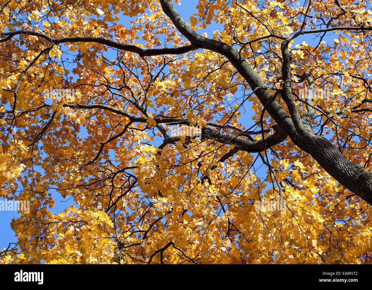Low angle shot of yellow maple tree in autumn Stock Photo - Alamy
