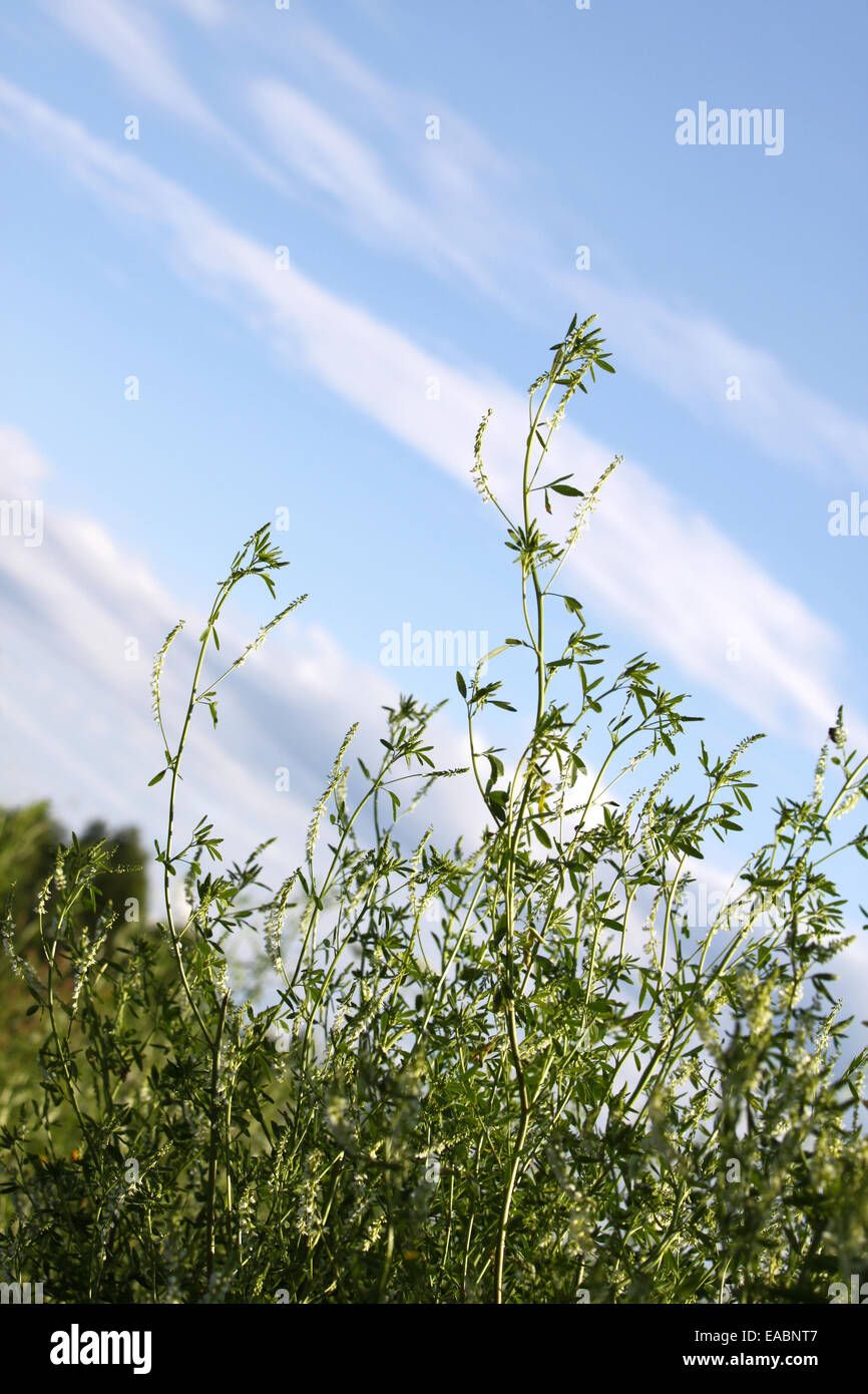 Vertical blue sky green field hi-res stock photography and images - Alamy