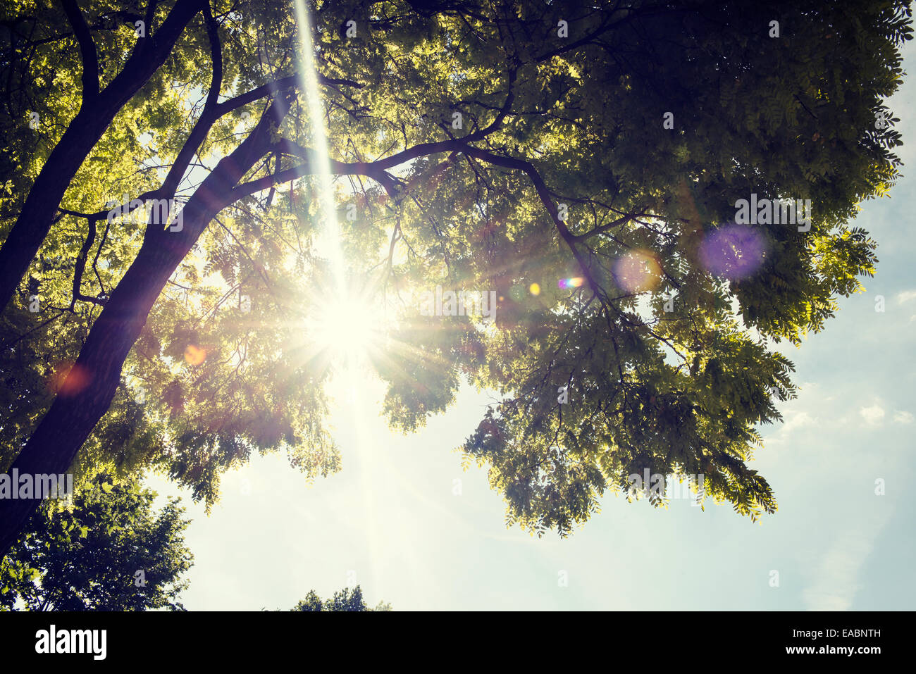 Colorful leaves with sunbeam, toned image. Stock Photo