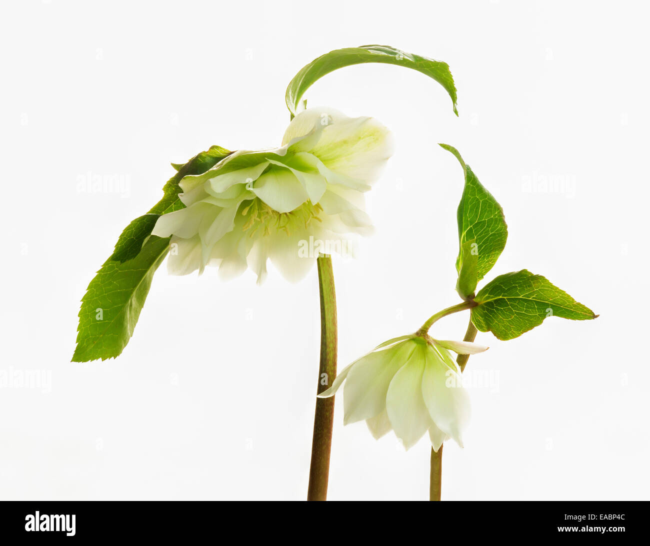 Hellebore, Helleborus x hybridus 'Double Ellen White', Green subject, White background. Stock Photo