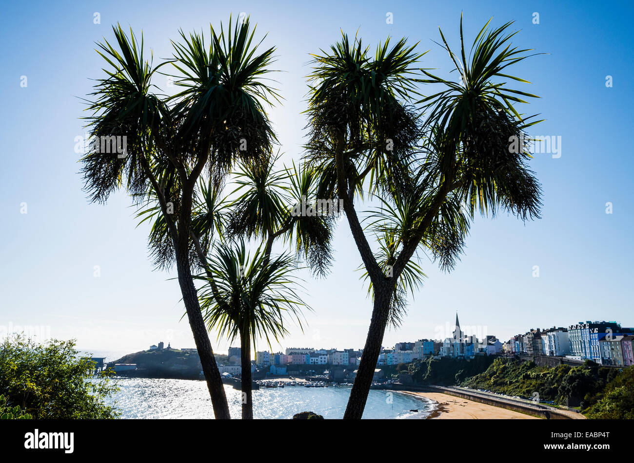 Palms overlooking Tenby town in Dyfed UK Stock Photo