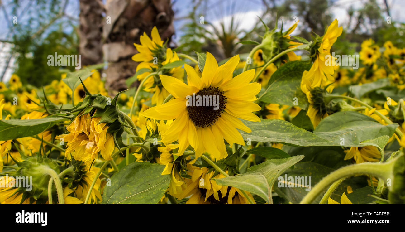 Sunflowers in Bloom Stock Photo Alamy