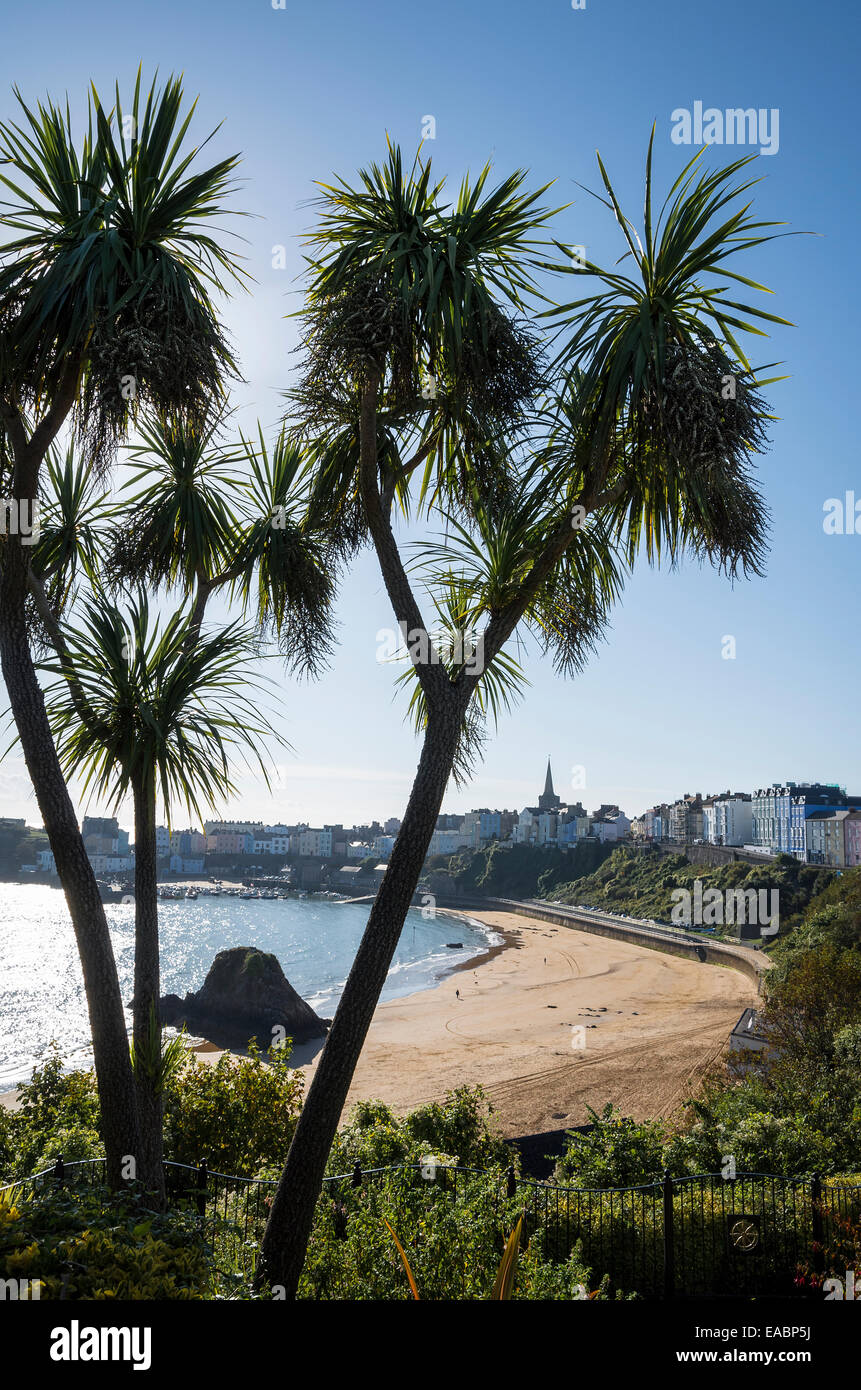 Uk palm trees hires stock photography and images Alamy
