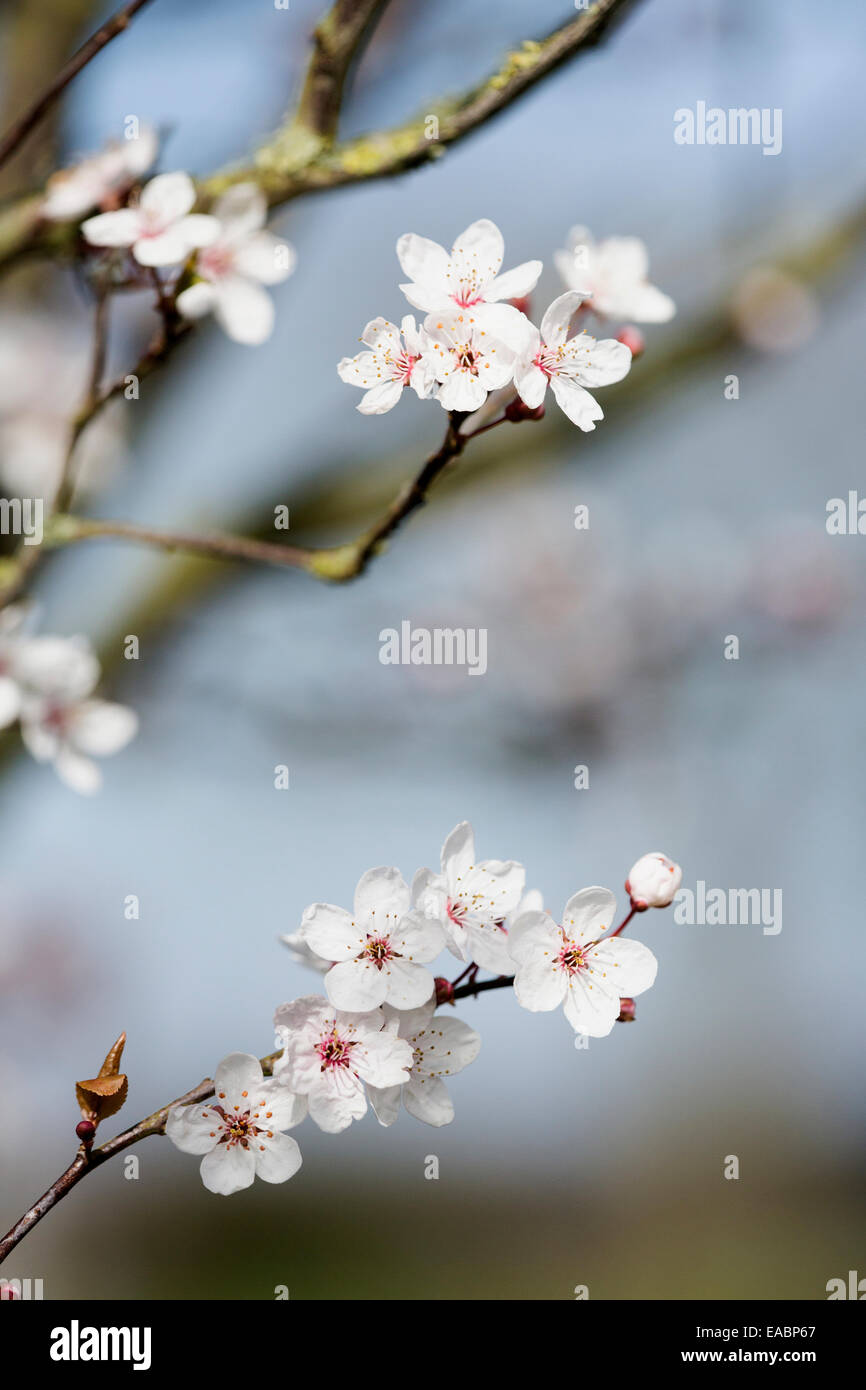 Cherry, Wild Cherry, Prunus avium, White subject. Stock Photo