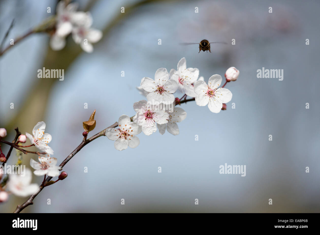 Cherry, Wild Cherry, Prunus avium, White subject. Stock Photo