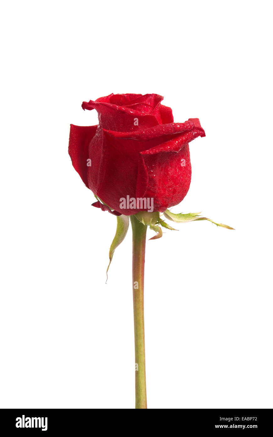 Beautiful red rose isolated on white background Stock Photo - Alamy