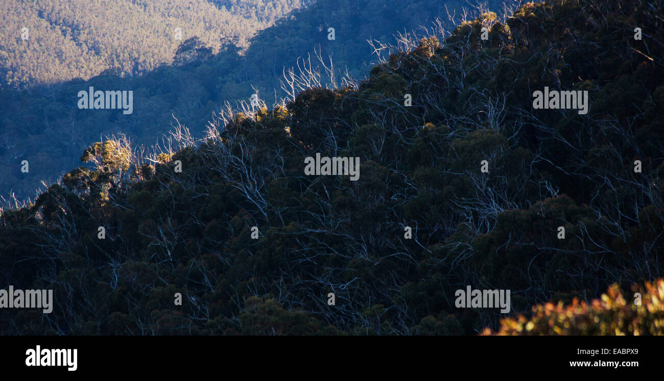 View of trees and bushland in Blue Mountains National Park, NSW, Australia Stock Photo