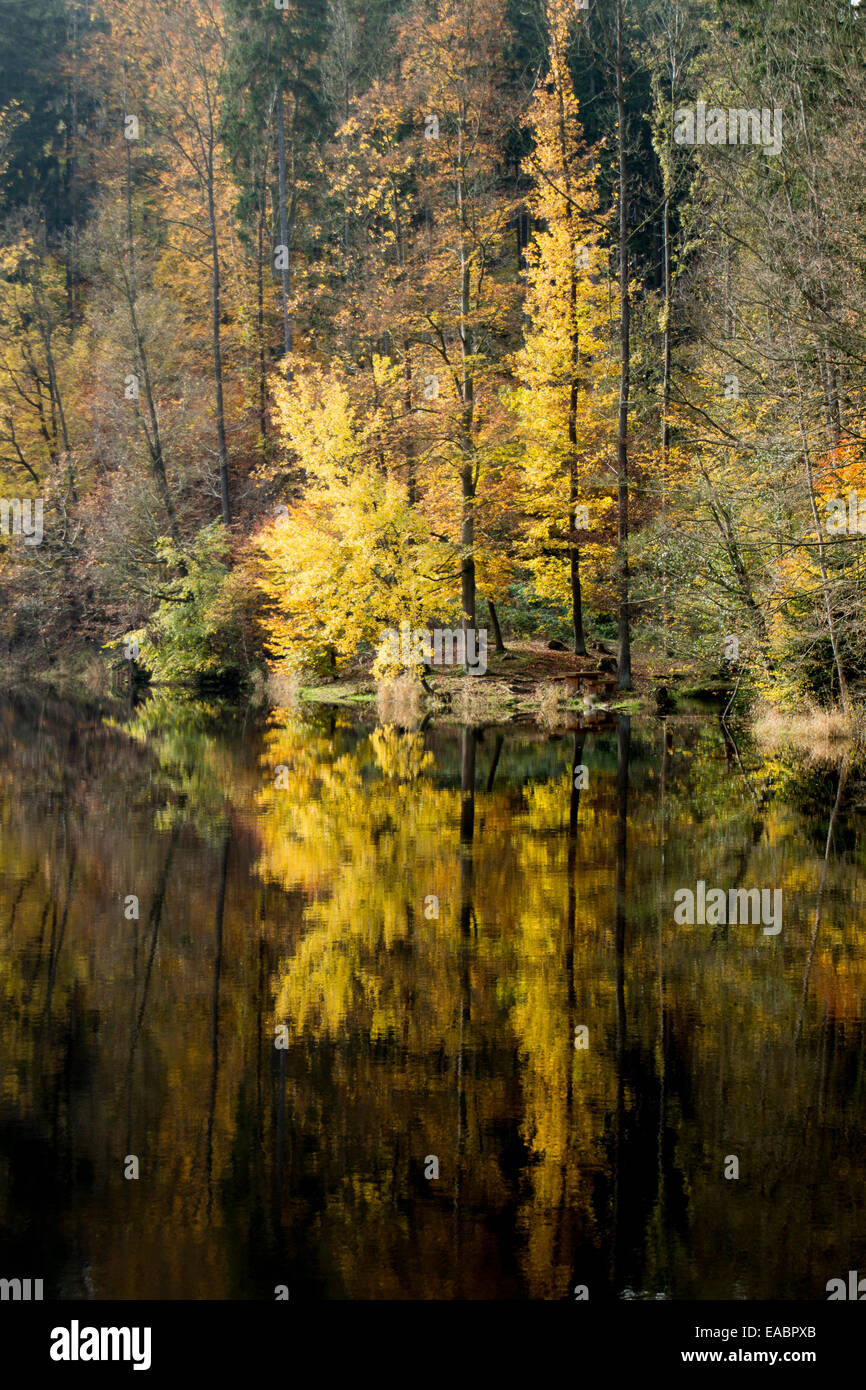 Tree Reflection Yellow yellow colored tree reflecting in calm dark water Stock Photo - Alamy