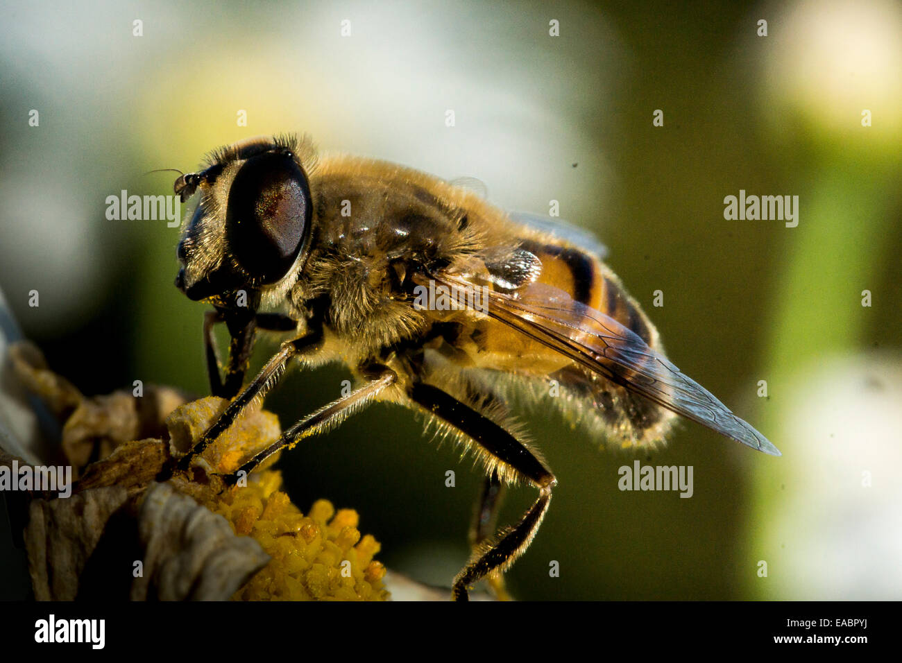 honey bee sitting on a blossom, sucking nectar Stock Photo