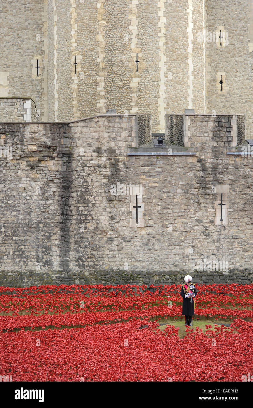 London, UK. 11th November, 2014. On Armistice Day at the Tower of London, the last ceramic poppy of the 888,246 comprising the 'Paul Cummins' art installation 'Blood Swept  Lands and Sea of Red is planted by a young cadet.  Each poppy represents a British or Colonial military fatality during World War One.  Pictured: the final Roll of Honour is read out by General the Lord Dannatt, Constable of the Tower of London. Credit:  Stephen Chung/Alamy Live News Stock Photo