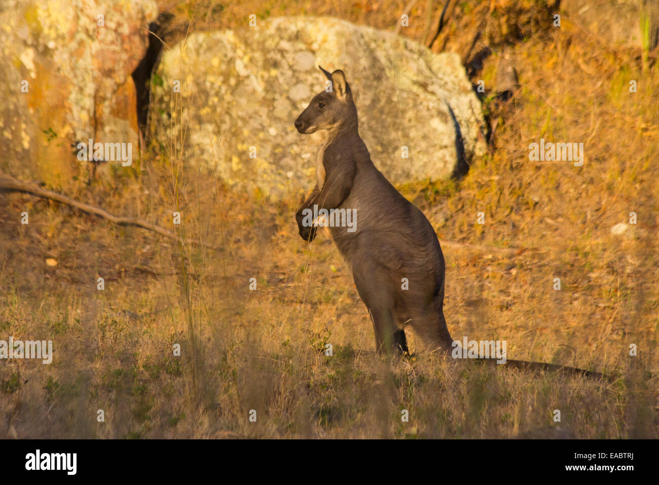 Common Wallaroo (Macropus robustus), Capertee Valley, NSW, Australia Stock Photo