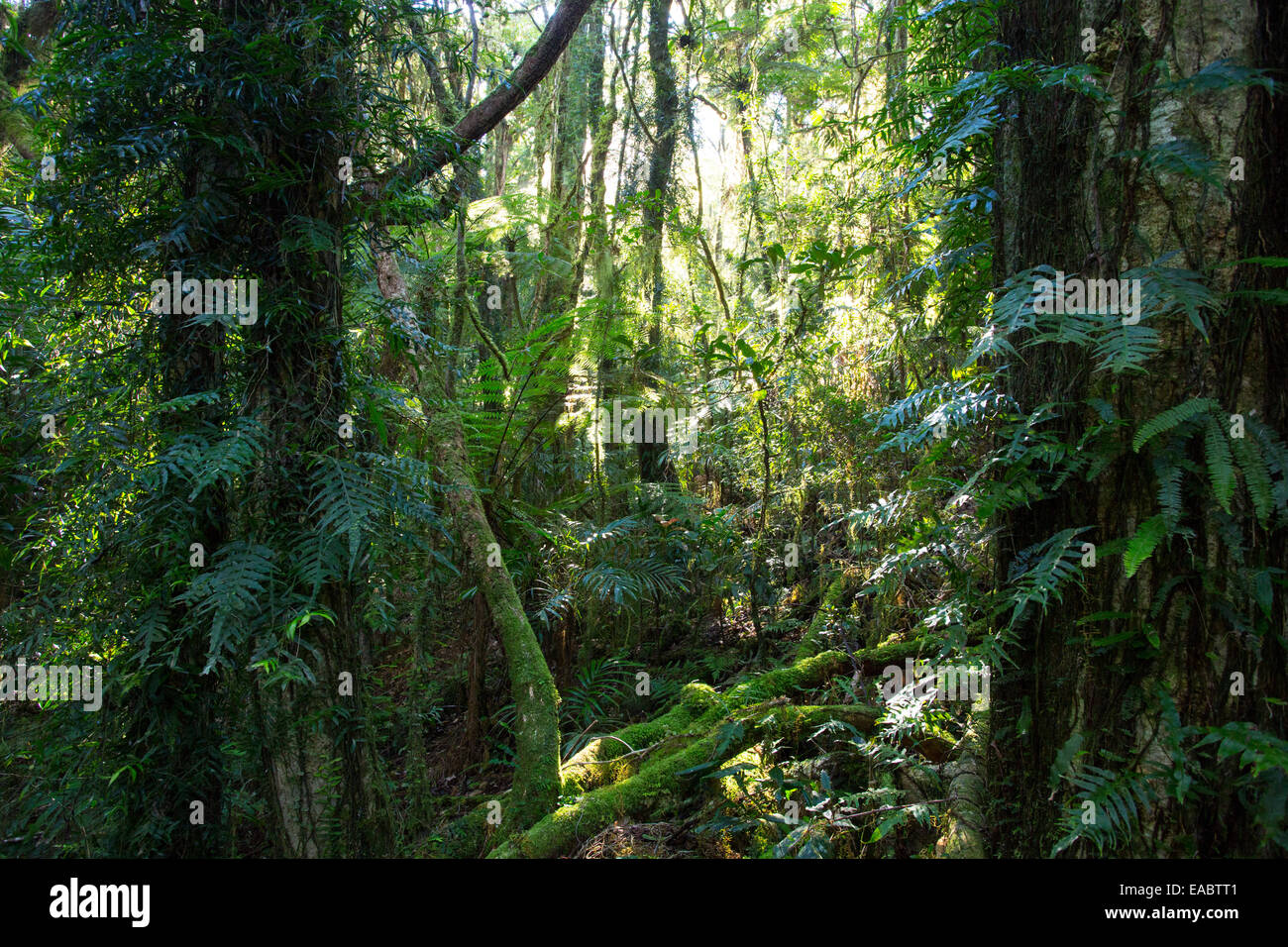 Antarctic Beech Forest, Border Ranges National Park, NSW, Australia Stock Photo