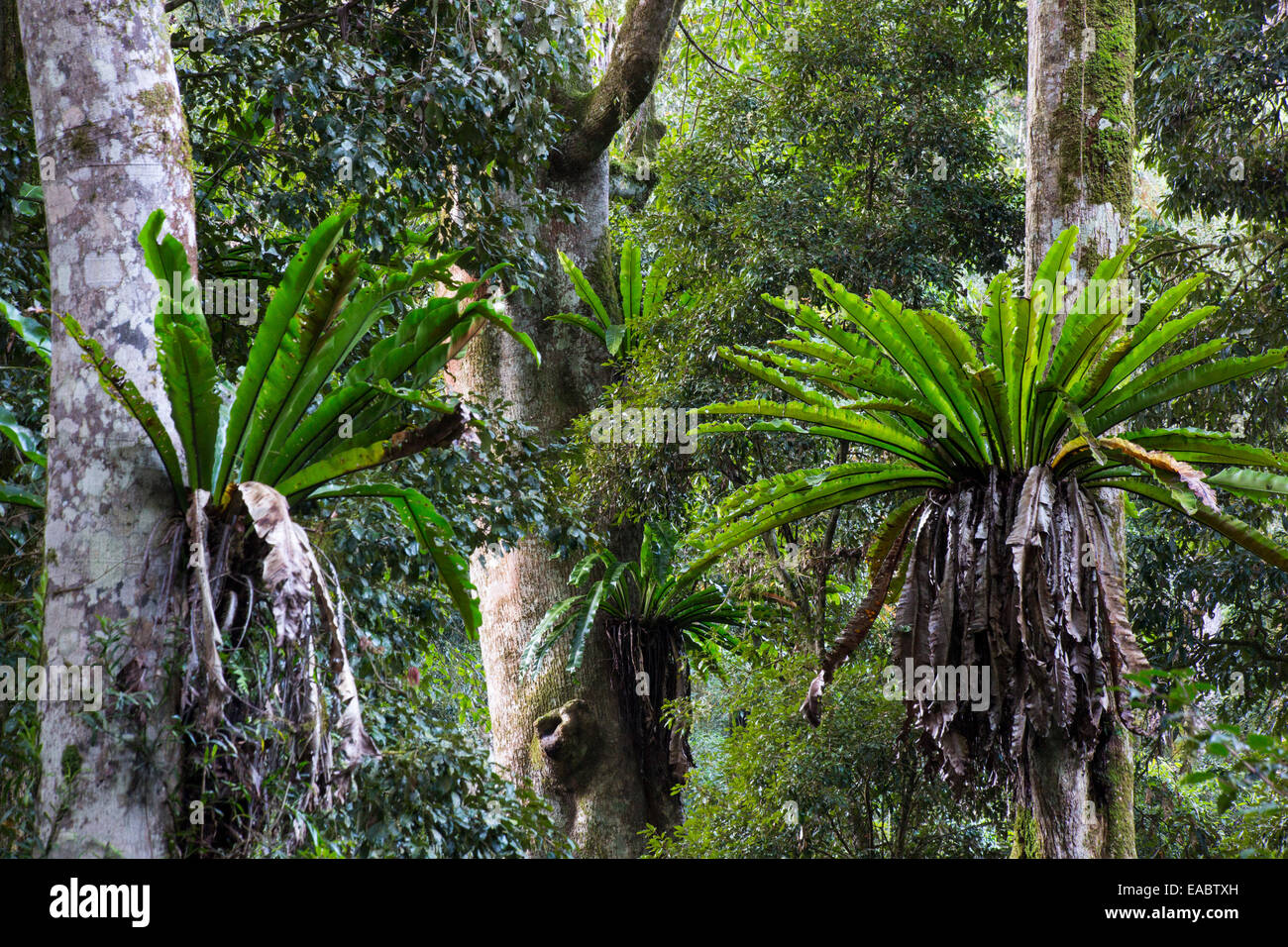 bromeliad plant pineapple Bromeliad Pineapple Fruit Tree, Ananas Comosus