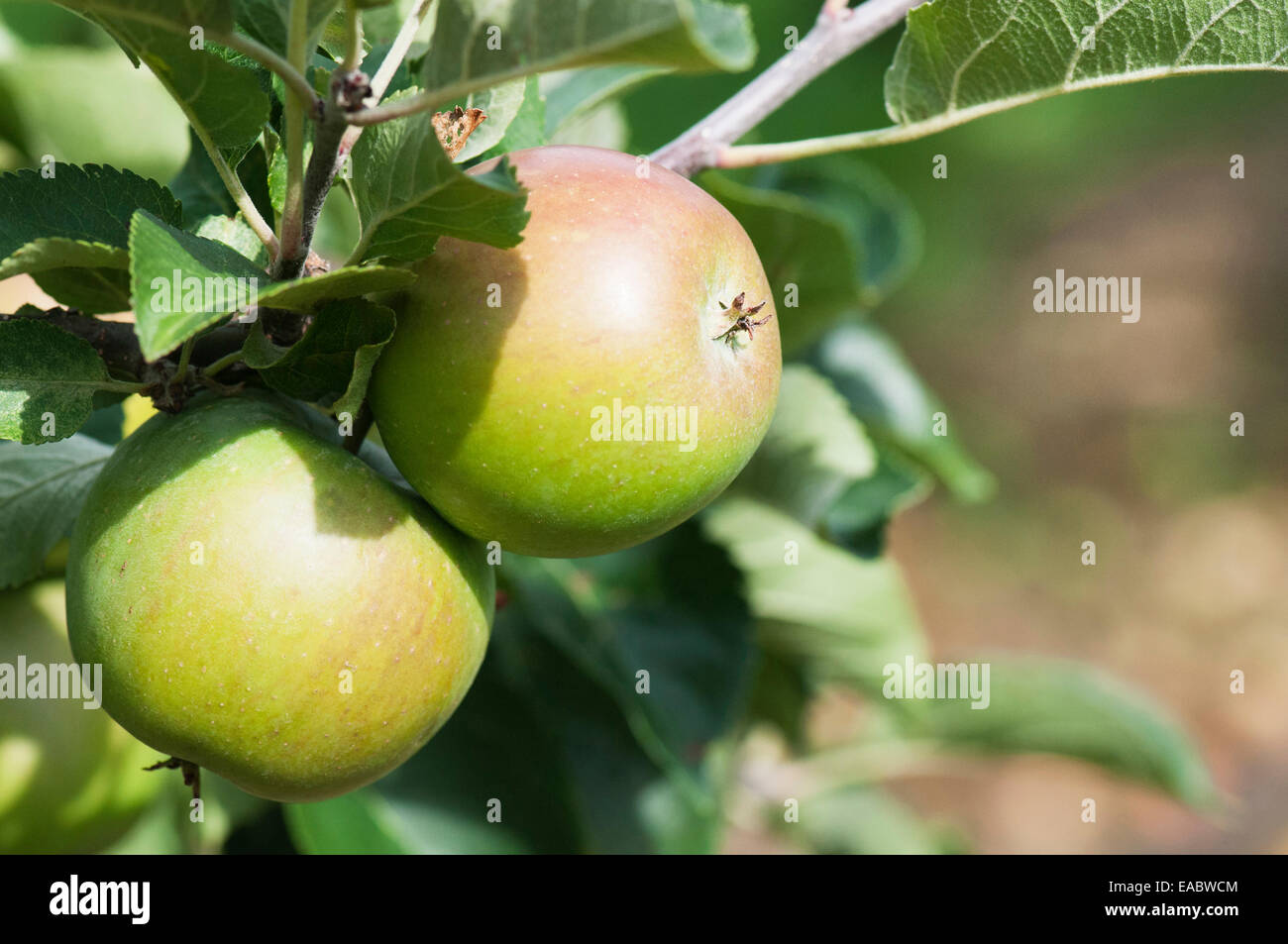 Apple, Malus domestica 'Lord Lambourne', Red subject, Green background. Stock Photo