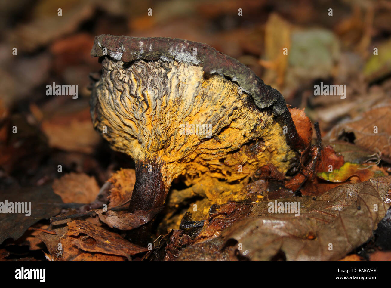 A decomposing Milkcap Lactarius sp. covered in a yellow Slime Mould Stock Photo