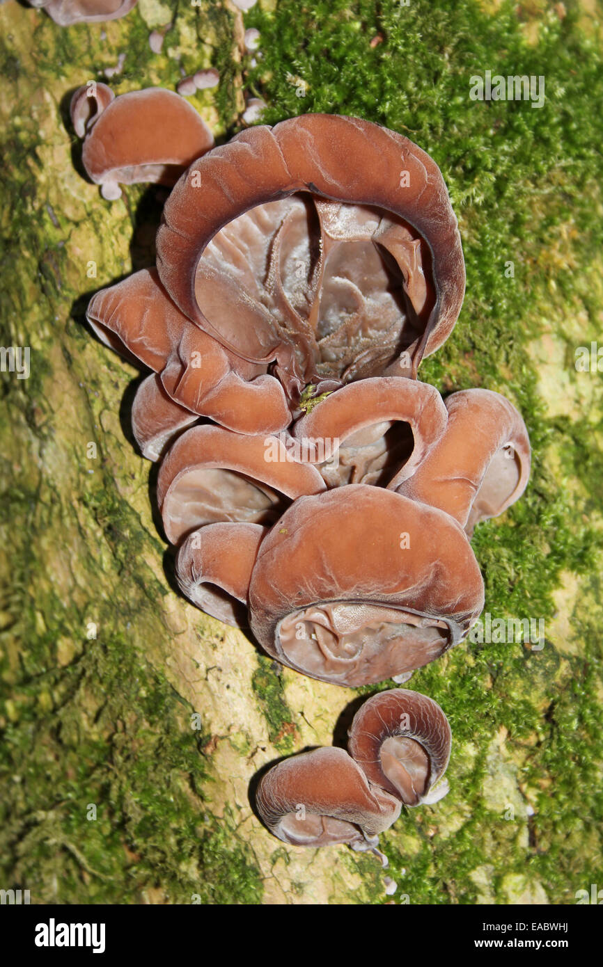 Jelly Ear Fungi Auricularia auricula -judae Stock Photo