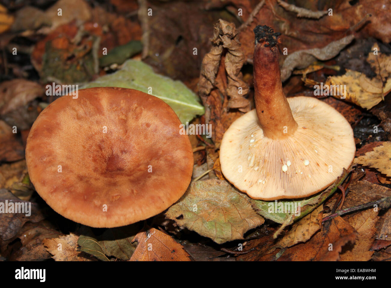 Milkcap Lactarius sp. showing the milky fluid ('latex') they exude when cut or damaged Stock Photo
