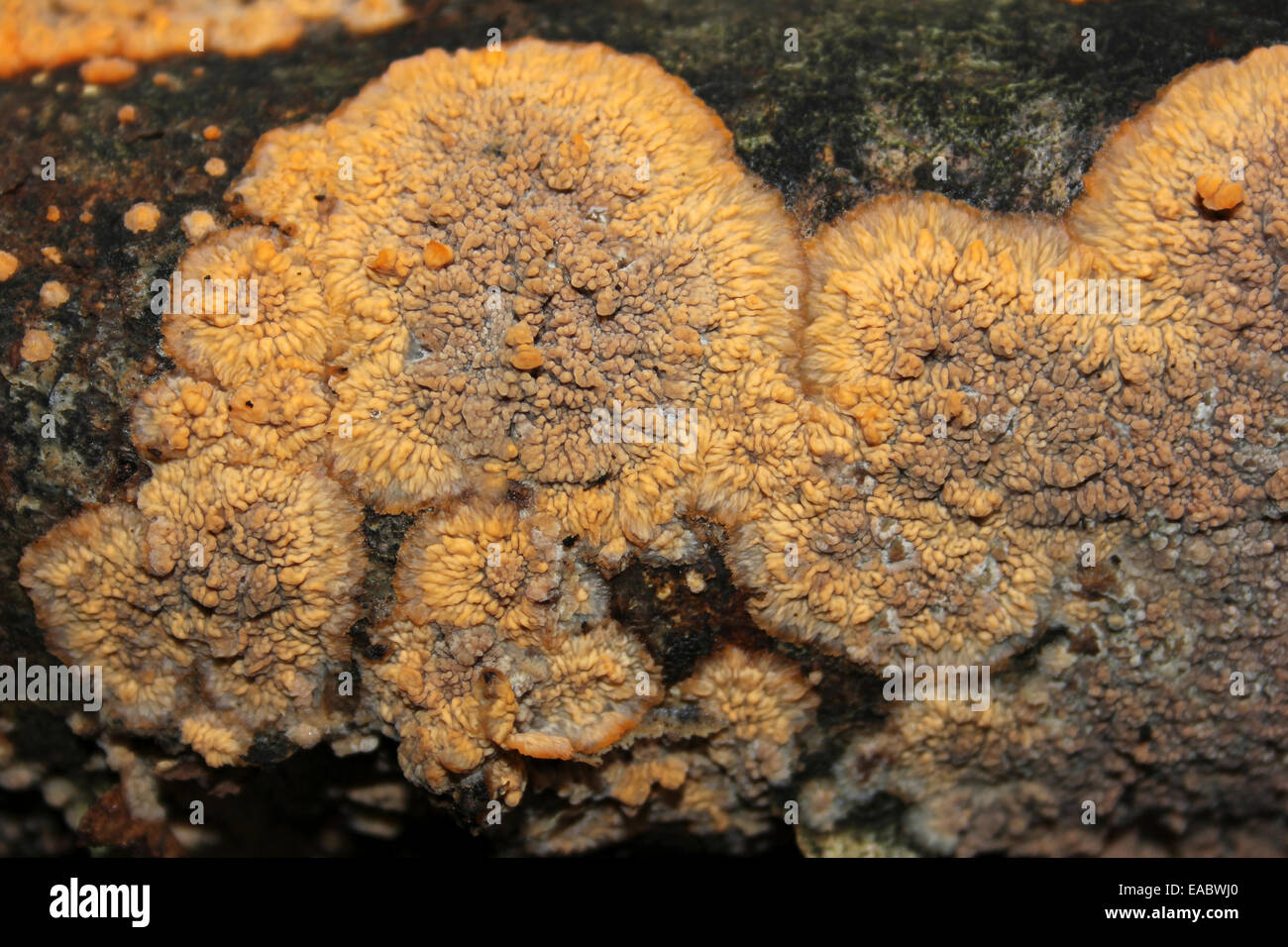 Wrinkled Crust Fungi Phlebia radiata Stock Photo