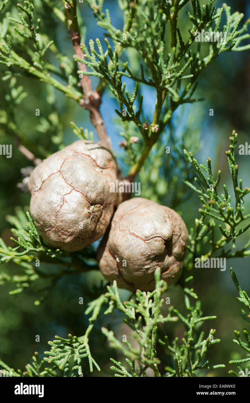 Tecate Cypress, Cupressus forbesii , Brown subject, Green background. Stock Photo