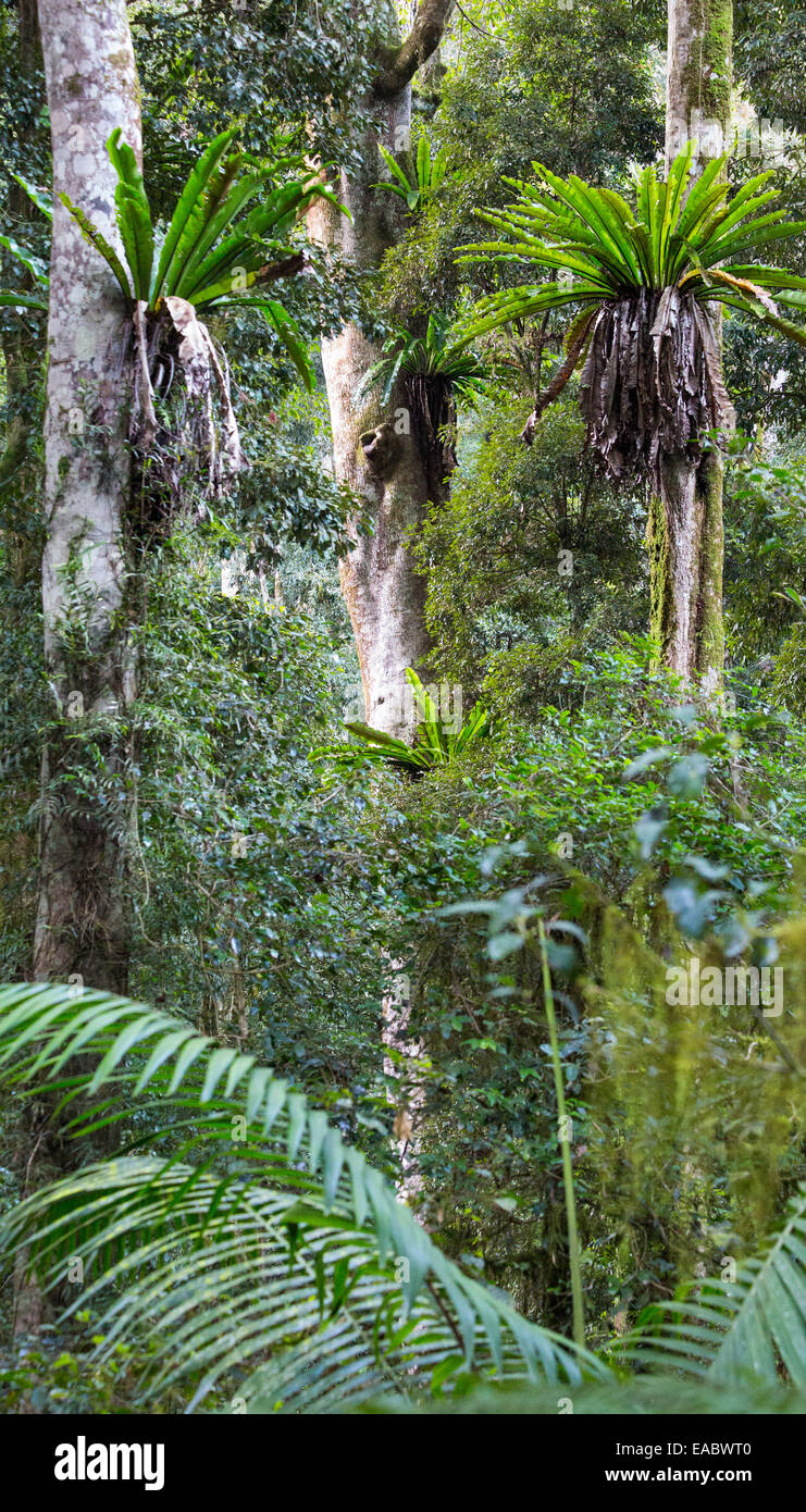 Australian ferns hi-res stock photography and images - Alamy