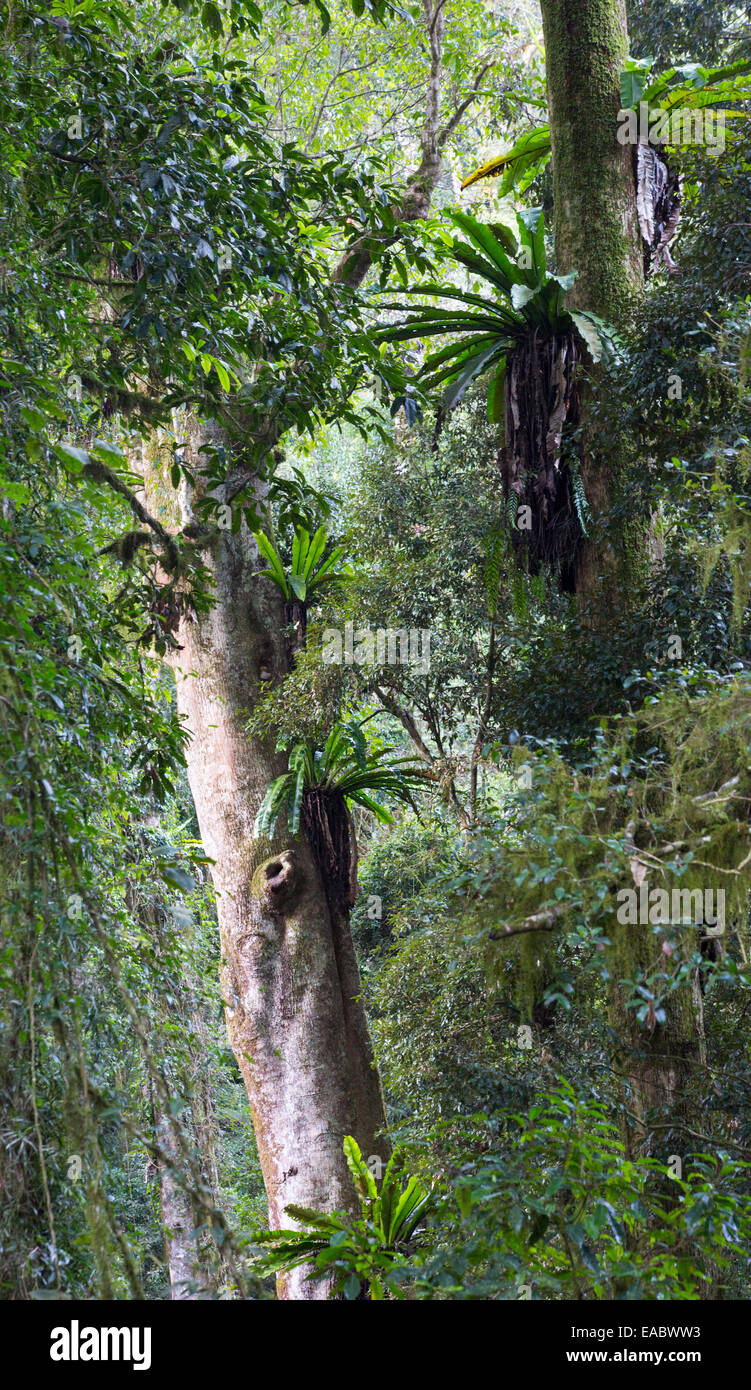 Australian ferns hi-res stock photography and images - Alamy